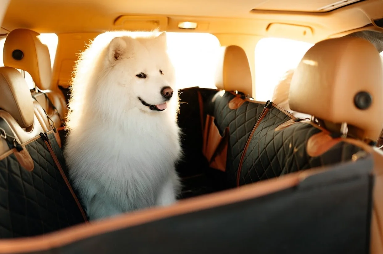 West Highland White Terriers back seat cover for Dodge Charger