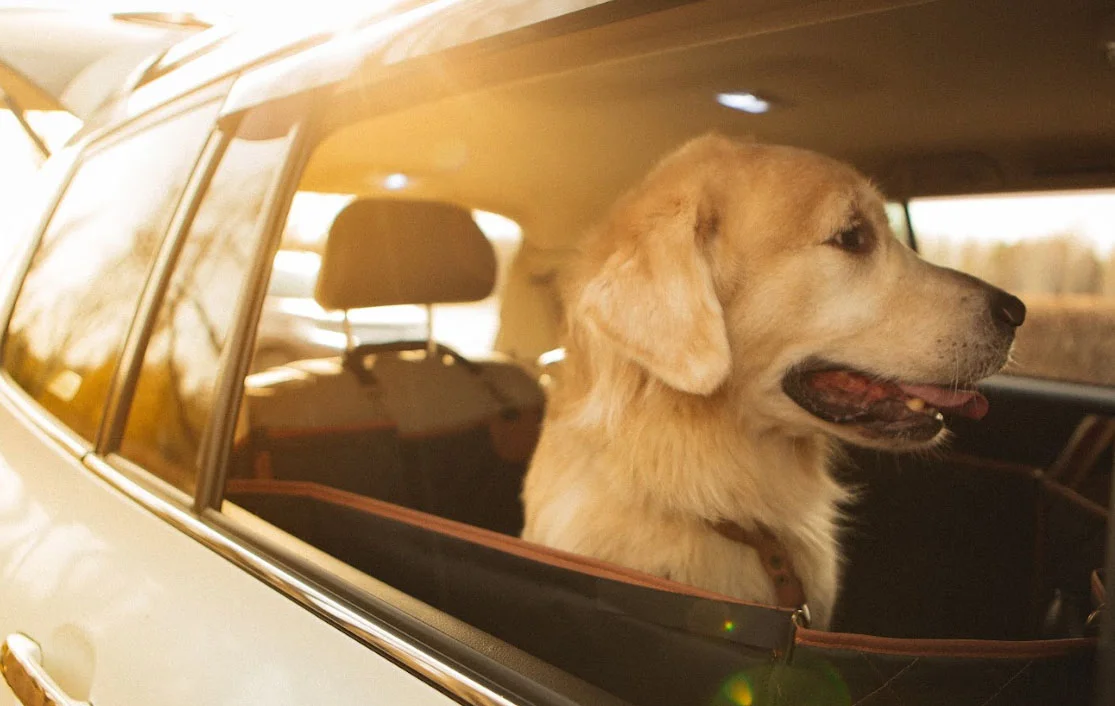 Chevrolet Malibu back seat cover for Dogo Argentinos