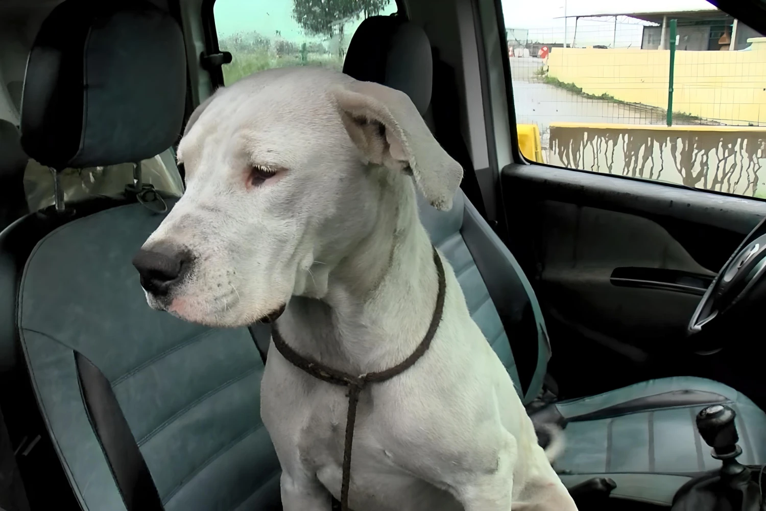 Chevrolet Malibu back seat cover for Dogo Argentinos